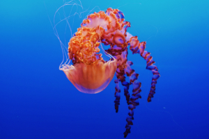 Jellyfish in Monterey Bay Aquarium 4K5945517843